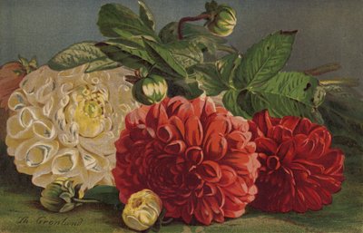 Dahlias - English School